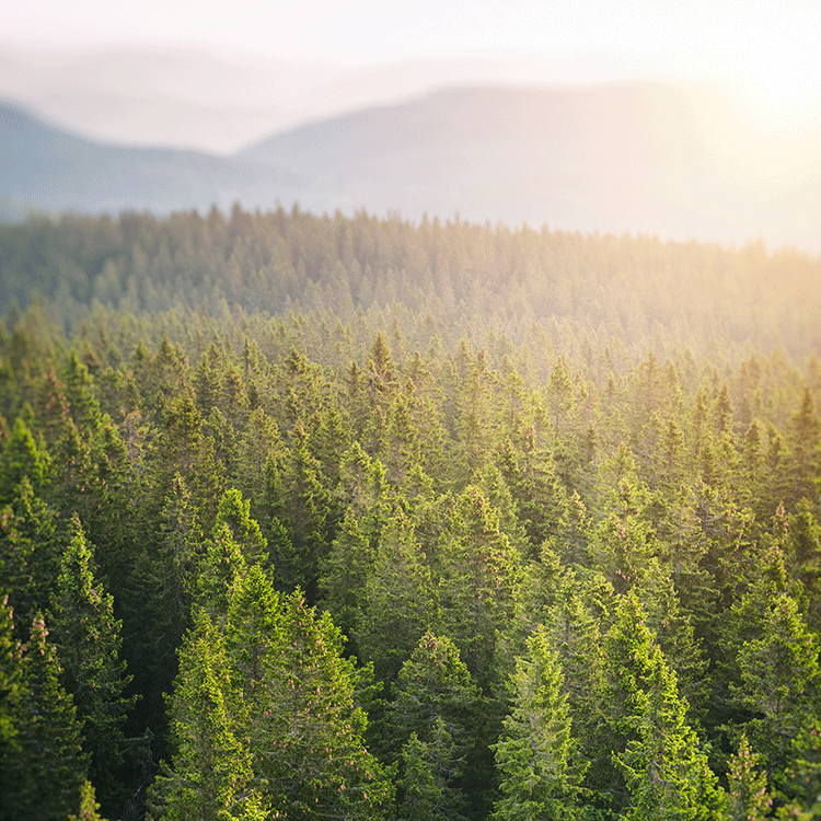lush forest of evergreens
